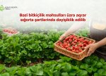 Bu bitkiçilik məhsulları üzrə aqrar sığorta şərtlərində dəyişiklik edilib - ASF