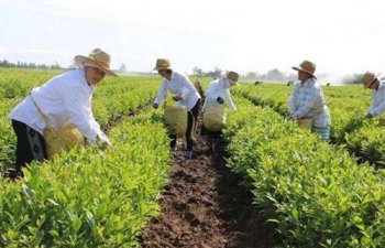 2019-da çay yarpaqlarının yığımı 7% artıb