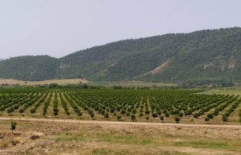 Lənkəranda müasir texnologiya əsasında məhsuldar sitrus ağaclarından ibarət yeni bağlar salınıb