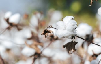 Azərbaycanda ətraf mühitə davamlı pambıq sortları yaradılacaq