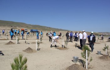 “Yaşıl Marafon” layihəsi üzrə ağacəkmə aksiyaları uğurla davam edir