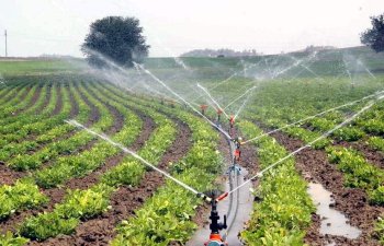 Azərbaycanda ağac və kolların sığortalanması qaydası AÇIQLANIB