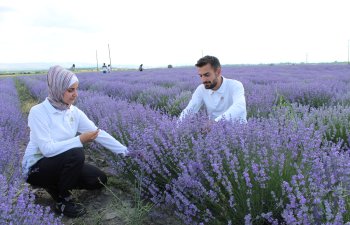 Qəbələnin lavanda təsərrüfatı fəaliyyətini genişləndirir