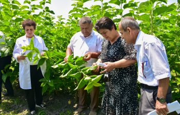 Bu il 25 rayonda tut ipəkqurdunun ikinci yemlənməsi həyata keçiriləcək