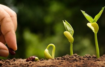 Respublikanın 6 bölgəsində toxum sərgi-satış yarmarkaları keçiriləcək