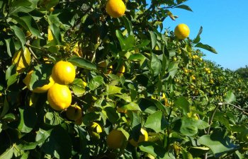 Limon və portağal bağlarının sığorta şərtləri açıqlandı  - MƏBLƏĞLƏR, TƏLƏBLƏR