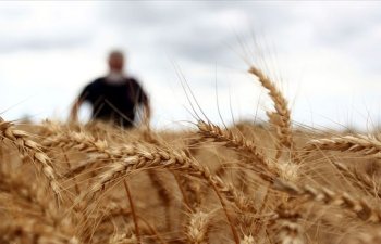 Hindistan buğdanın limanlarda gözləməsinə icazə verməyi planlaşdırır