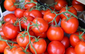 Azərbaycanın Rusiyaya pomidor ixracı AZALIB