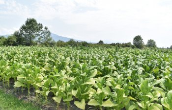 Oğuzda 150 hektar sahədə tütün əkini proqnozlaşdırılır