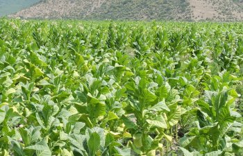 Bu il Qaxda 450,5 hektar sahədə tütün əkini proqnozlaşdırılır