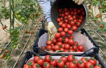 Türkiyədən Rusiyaya pomidor ixracı üzrə kvota 500 min tona qədər artırılır