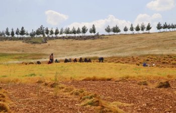 Şanlıurfada qırmızı mərcimək istehsalında yüksək məhsul gözlənilir