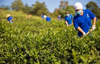 Azərbaycanda çay istehsalı 36% artıb