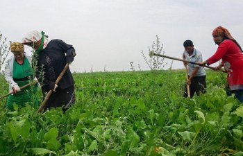 Azərbaycanda məşğul əhalinin sayı 2% azalıb