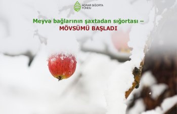 ASF-u fermerləri meyvə bağlarını şaxtavurmadan sığortalamağa çağırır