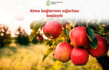 Azərbaycanda alma bağlarının sığortası dövrü başlayıb