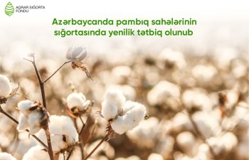 Azərbaycanda bu mövsüm pambıq sahələrinin sığortasında yenilik tətbiq olunub