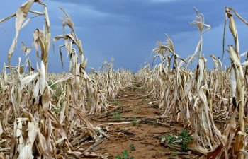 Cənubi Afrika El Nino təsirinin öhdəsindən gəlmək üçün 5,5 milyard dollar axtarır