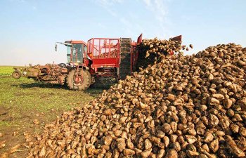 Salyanda 437 ton şəkər çuğunduru yığılıb