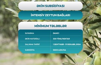 Zeytun bağlarının hər hektarına görə fermerlərə 5600 manat əkin subsidiyası ödəniləcək