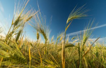 Cəlilabadın 9 650 hektar torpağında arpa və vələmir əkininə başlanılıb