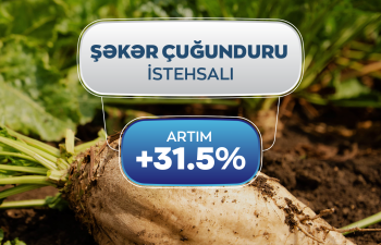 Şəkər çuğundurunun istehsalı 31,5 faiz artıb