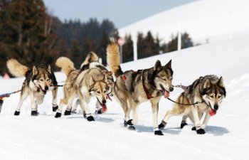 Kanada, Inuitlərin it qətliamına görə təzminat