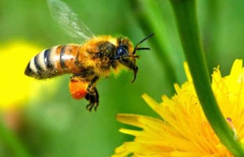 Avstraliyada toxumlarının istehsalında arıların vacib rolu