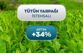 Yaş tütün istehsalında 34% artım qeydə alınıb